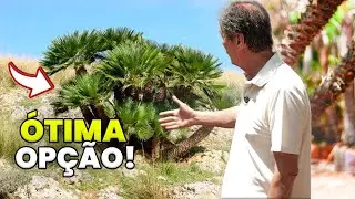 TUDO SOBRE A PALMEIRA MEDITERRÂNIA !