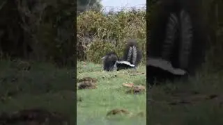 Two #skunks