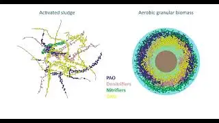 What is aerobic granular sludge