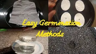 Methods of germinating cannabis seeds (Growing Series)