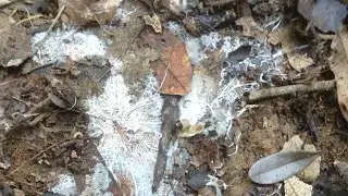 Coleta de microorganismos eficazes (EM) VIDEO 1