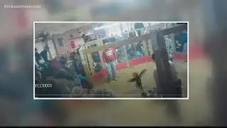 Nearly 800 roosters seized, 178 people questioned in Georgia cockfighting bust