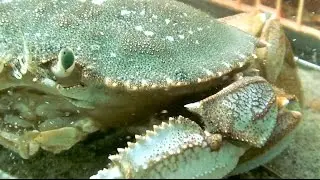 Grant's Getaways:  New Crab Recipes