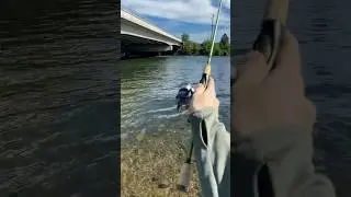Daiwa Regal LT 2000 Cast Test W/ TFO Trout+Panfish🔥🔥 #daiwa #tforods #fishing #fish #shorts #reels