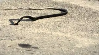 Harlem Snake!