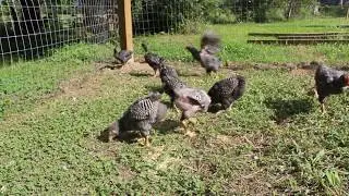 2 1/2 month old Plymouth Barred Rock chicks