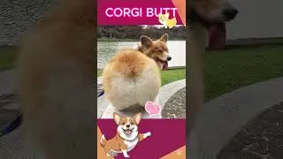 CORGI BUTT