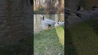 Streifengans (Bar-headed Goose / Anser indicus)