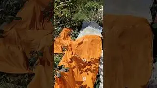 Monkey Net for kitchen garden | Tomato harvesting | #minivlog #new #shorts