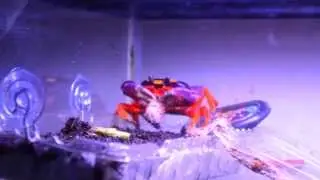 Halloween Crabs eating some shrimp