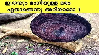 ഇങ്ങനെ ഒരു മരം ആരെങ്കിലും കണ്ടിട്ടുണ്ടോ ? #viral #kerala #wood #trending
