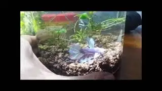 Acuario para betta de 10L!!!