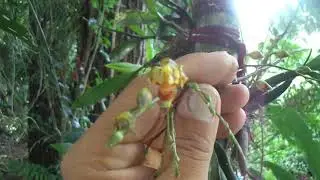 Baptistonia cornigera