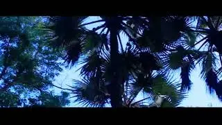 NeeD MB-VnaR X BlacK SnakE 2020