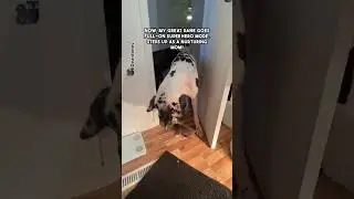 🐾🐶🦴 #dogwellness #healthydog #doghacks #bestdogever #pupstagram #happyhound #dogsb...