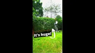 Trimming a giant hedge!