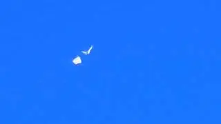 White Butterflies interact in flight.#insect #butterfly #wildlife