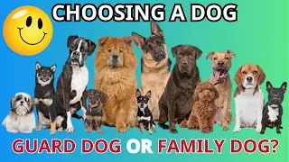 How to Choose the Perfect Dog Breed Just for You