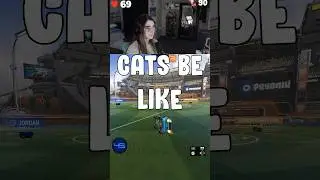 Кошки такие 🐱