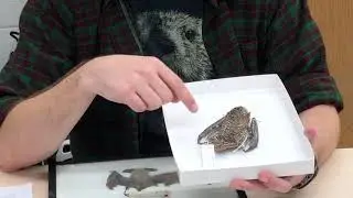 Bat skins