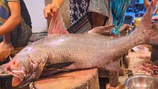 Amazing Giant Salmon (Lakka) Fish Cutting Skills In Bangladesh Fish Market By Expert Cutter 
