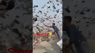 #kbootar #pigeon #kbooter #love #pigeonpigeon #birds #song #pingeon #kbuter #funny