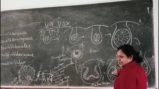 Volvox- Systematic position, thallus structure and asexual reproduction