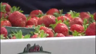 Cool, wet spring delays Maine strawberry picking season