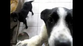 DIERENADOPTIES. HONDEN DIE WACHTEN OP EEN HUISJE!! JANUARI 2013