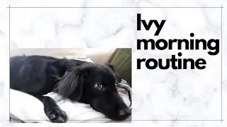 【愛犬ivyのモーニングルーテイーン】Favorite  dog morning routine