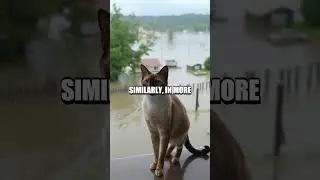 Unique Cat Loyalty Stories That Will Warm Your Heart!