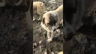 Aç susuz yaralı kurtardığımız gariplerin huzuru 
