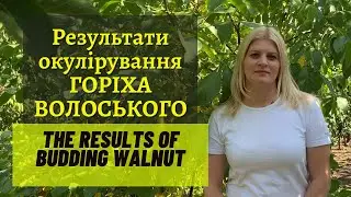 Орех грецкий результат окулировки