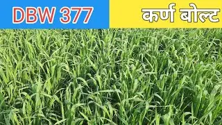 DBW 377 /  KARAN BOLAT / कर्ण बोल्ट