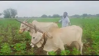 super active Bulls very powerfull Bulls 🔥🔥🔥