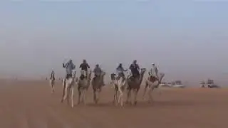 سباق المهاري الرويسات 