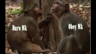 Daily Daro Monkey ,HoW To See Obey Come To See Daro Moving Slowly/ Near Cottage East Bakheng Temple
