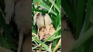Yellow bittern | Feeding baby birds | Fish catcher #shorts #viral