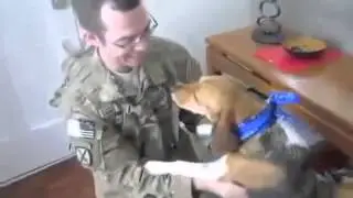 Two Dogs Welcome Home Soldier, Back from Deployment