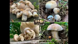 Mairitterlinge im Mai 2020 | Calocybe gambosa | Maipilz, Georgsritterling, Maisch&ouml;nkopf