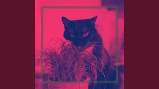 Astonishing Cats Jukebox