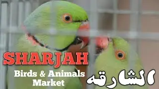How does sharjah Bird Market look | Visit Sharjah Animal & Birds Market  |  UAE bird Market