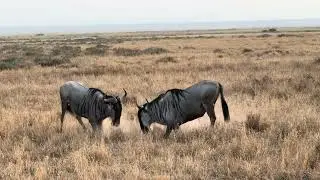 Wildebeest Fighting | Intense Wildlife Moment 8K 120 FPS