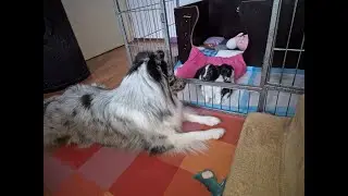 Special Princess nestje 5 - Van baby's naar puppy's - Vlog 2