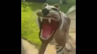 Estatua de tigre riendo