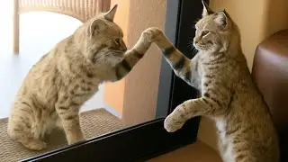 Whisper the Bobcat: A Heartwarming Tale of Wild Beauty and Unexpected Friendship | Bobcat Stories