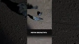 Вымпеловый козодой 🐦
