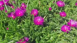 Purple Iceplant Flowers 🌼🌺🌻 Ogiwon's Adventuring Vlog.