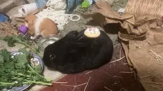 Floofy fluffy sugar cookie snuggle bunny loaf