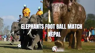 Nepal Elephant Festival Goes Viral 🐘 | Culture or Cruelty?